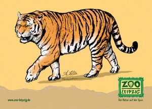 zoo-tiger3-klebi109x78.fh11